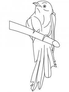 Cuckoo coloring page - picture 14