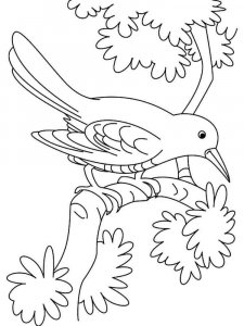 Cuckoo coloring page - picture 2