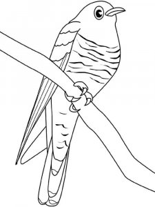 Cuckoo coloring page - picture 3