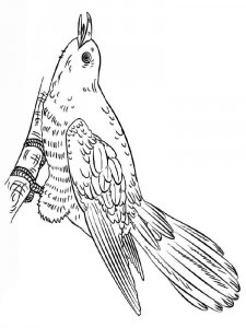 Cuckoo coloring page - picture 4