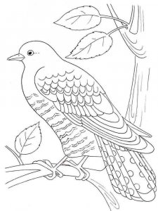Cuckoo coloring page - picture 5