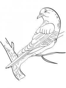 Cuckoo coloring page - picture 7