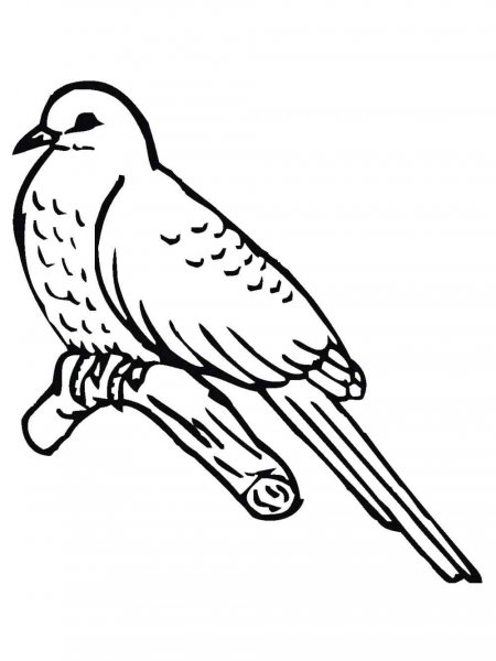 Cuckoo coloring pages