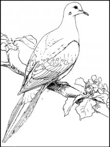 Dove coloring page - picture 45
