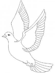 Dove coloring page - picture 36