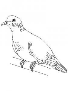 Dove coloring page - picture 38