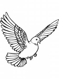 Dove coloring page - picture 12