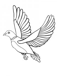 Dove coloring page - picture 16