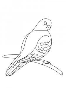 Dove coloring page - picture 25