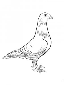 Dove coloring page - picture 26