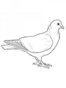 Dove coloring page - picture 34