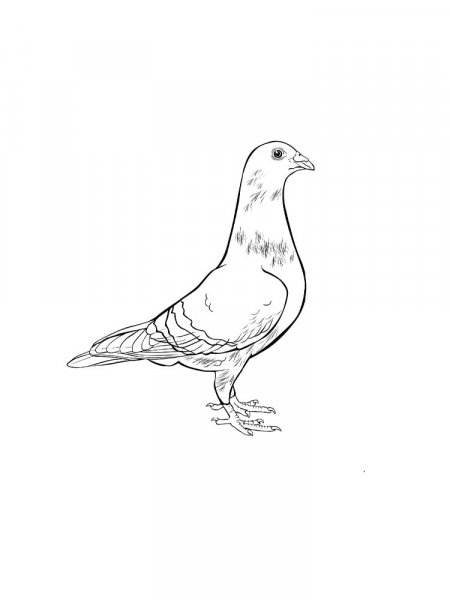 Dove coloring pages