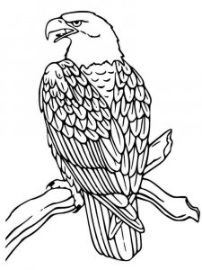 Eagle coloring page - picture 17