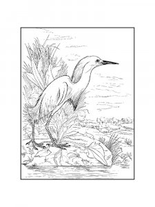 Egrets Birds Coloring Pages 17