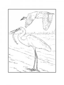 Egrets Birds Coloring Pages 21