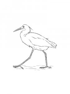 Egrets Birds Coloring Pages 22