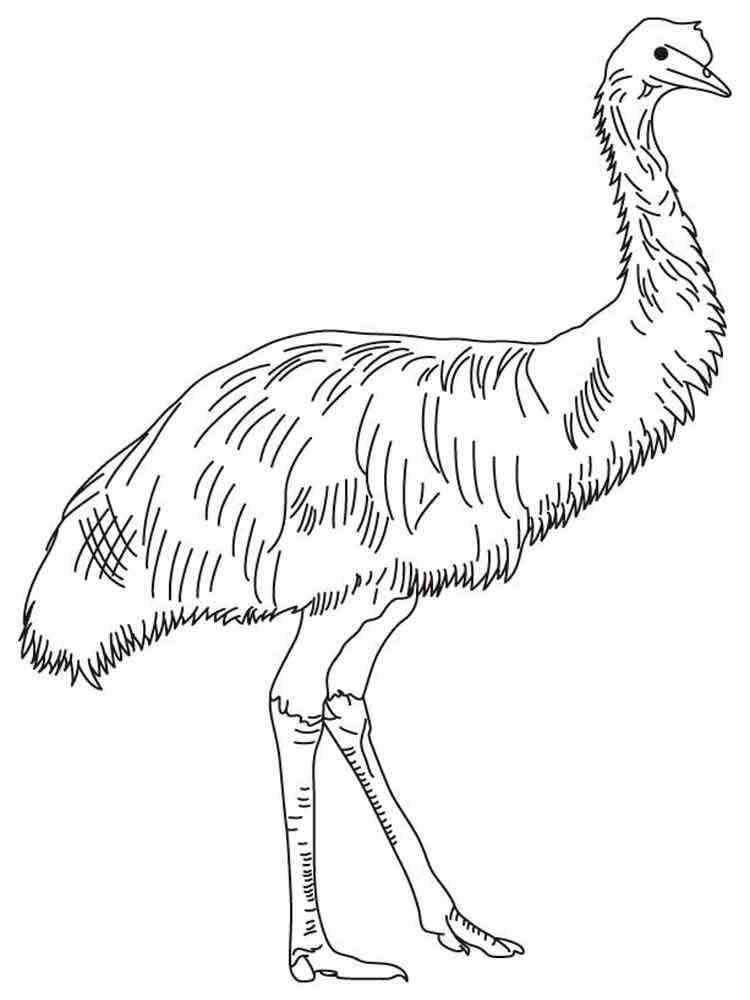 Download Emu coloring pages. Download and print Emu coloring pages
