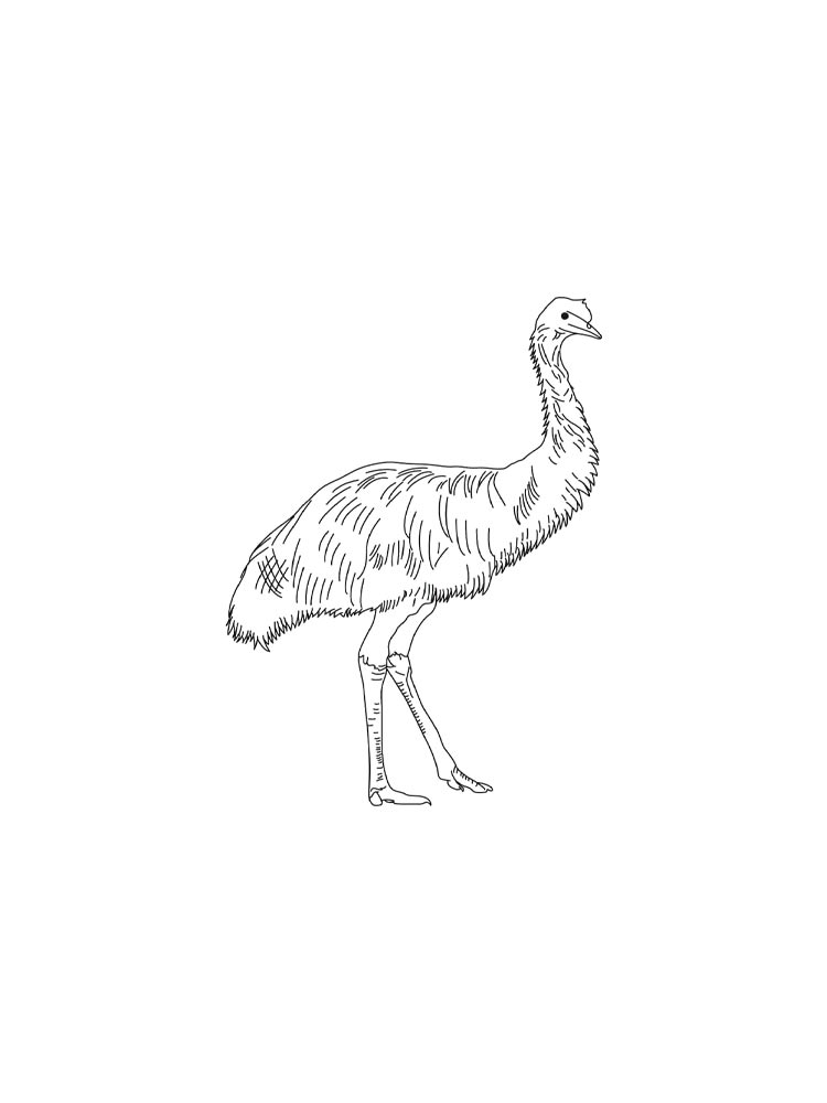 Emu coloring pages