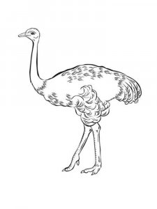 Emu coloring page - picture 10