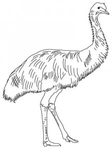 Emu coloring page - picture 11