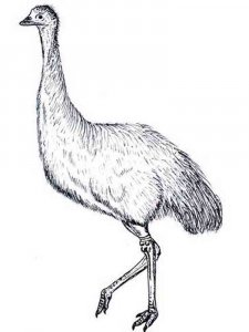 Emu coloring page - picture 12