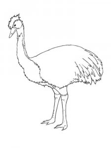 Emu coloring page - picture 5