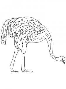 Emu coloring page - picture 9