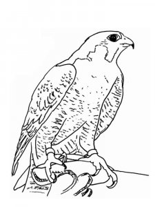 Falcon coloring page - picture 10