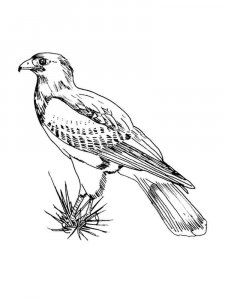 Falcon coloring page - picture 11