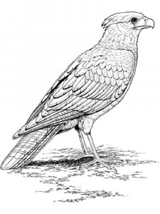 Falcon coloring page - picture 12