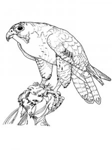 Falcon coloring page - picture 14