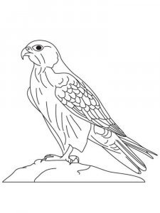 Falcon coloring page - picture 2