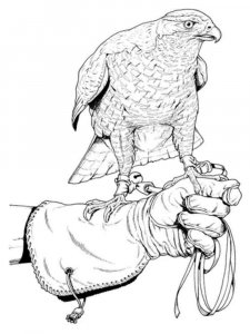 Falcon coloring page - picture 5