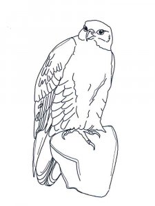 Falcon coloring page - picture 8