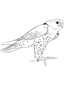 Falcon coloring page - picture 15