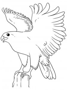 Falcon coloring page - picture 16