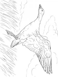 Goose coloring page - picture 15