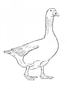 Goose coloring page - picture 18