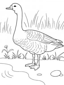Goose coloring page - picture 3