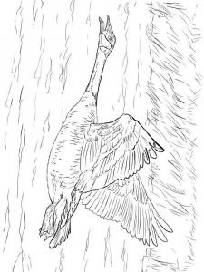 Goose coloring page - picture 5
