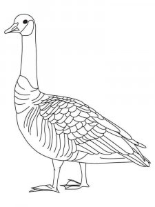 Goose coloring page - picture 7