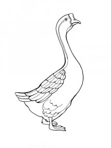 Goose coloring page - picture 34