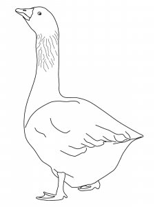 Goose coloring page - picture 28