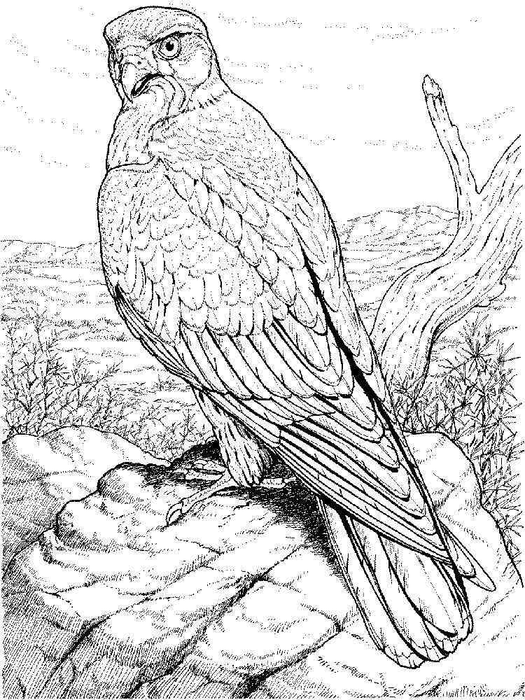 hawk-coloring-pages-download-and-print-hawk-coloring-pages