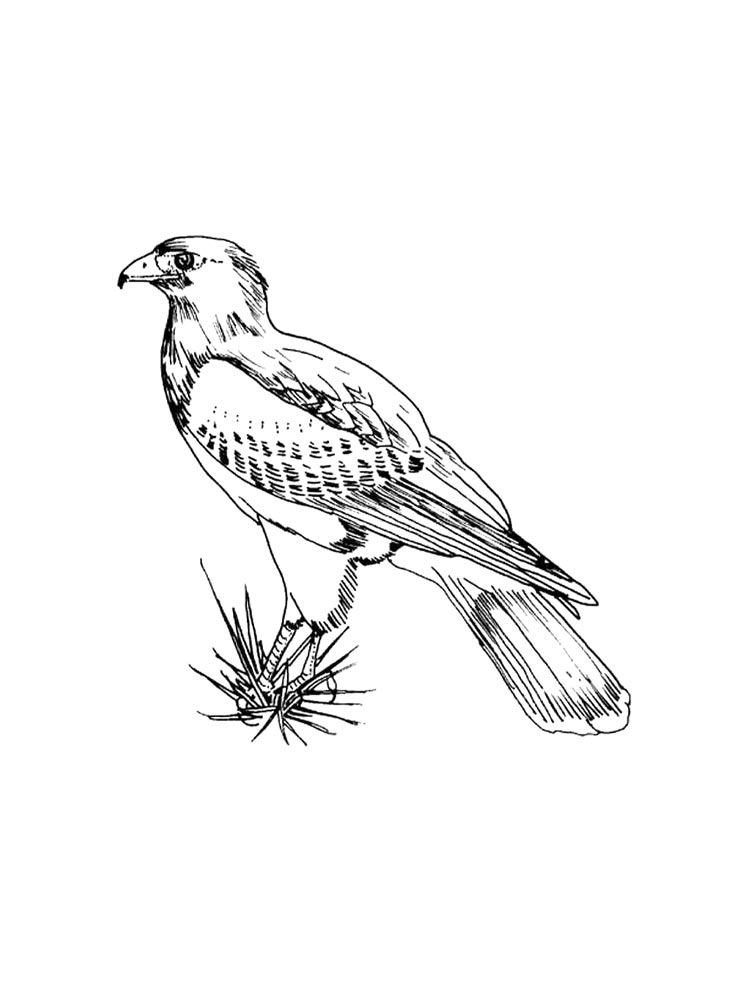 Hawk coloring pages. Download and print Hawk coloring pages