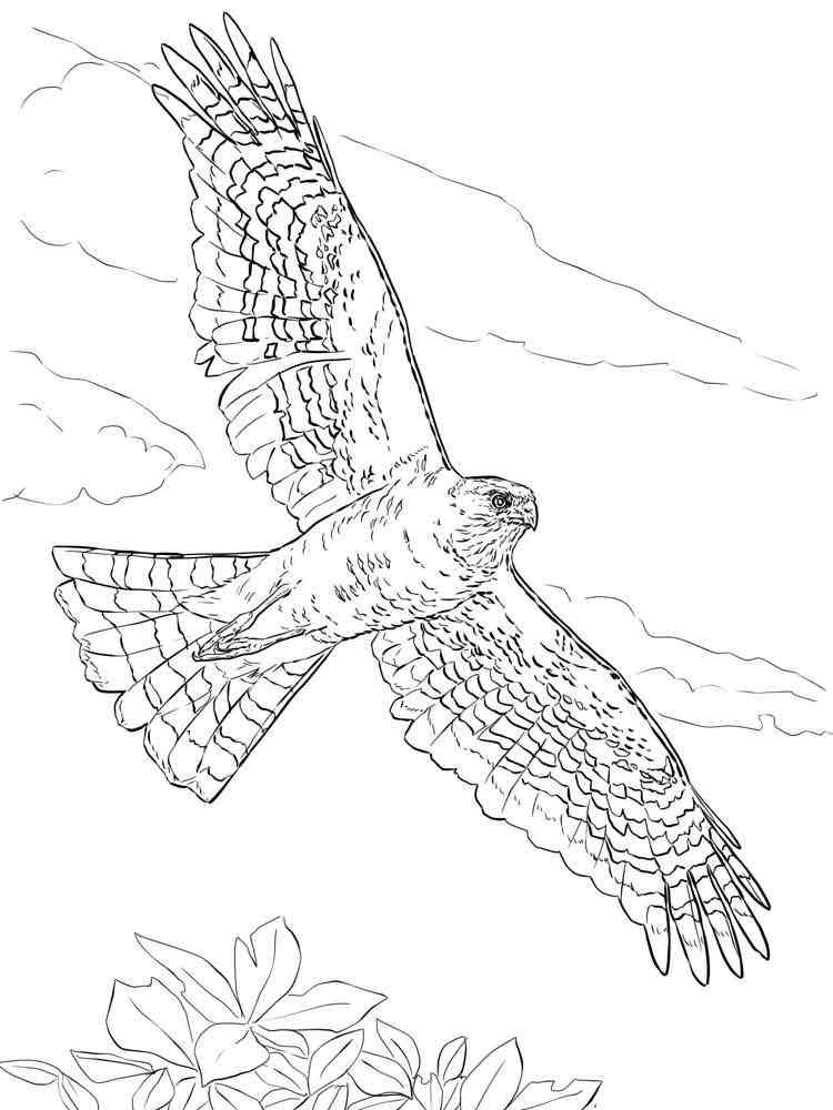 Hawk coloring pages. Download and print Hawk coloring pages