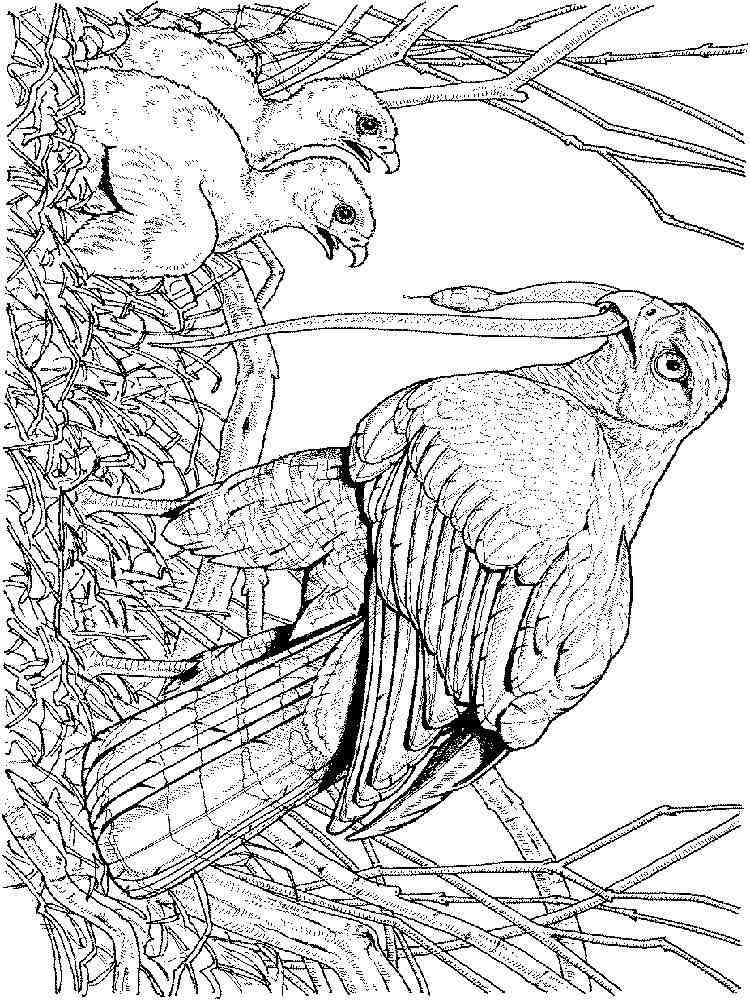 Hawk coloring pages. Download and print Hawk coloring pages