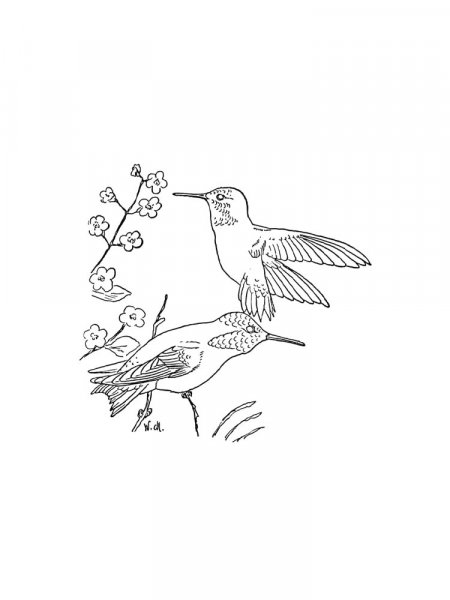 Hummingbird coloring pages