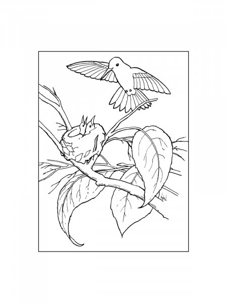 Hummingbird coloring pages