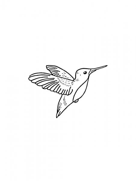 Hummingbird coloring pages